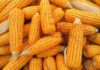 Prohibir el maíz pone en riesgo 40% de producción de alimentos